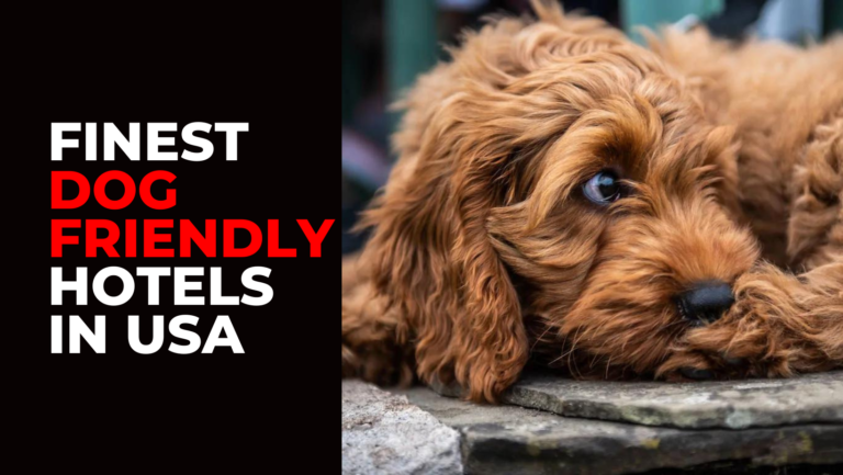 Finest Dog Friendly Hotels in USA